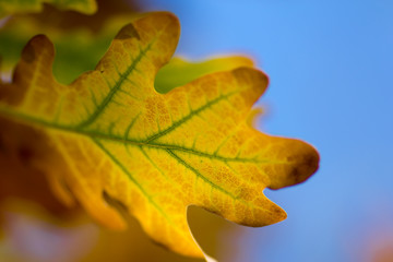 Fototapeta na wymiar leaves oak fall blurred