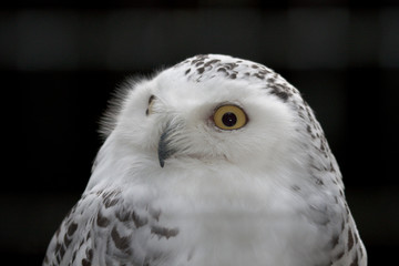 Schnee-Eule - Bubo scandiacus