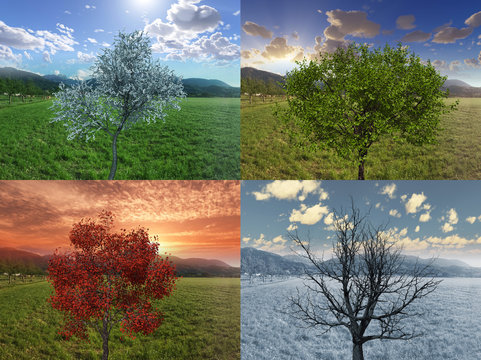 Vier Jahreszeiten Frühling Sommer Herbst Winter Baum, Four Seasons tree