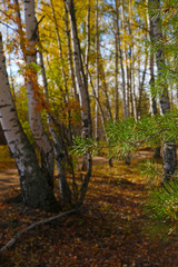 The road through the autumn Birch Grove