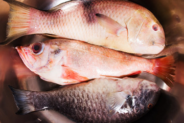 Different sea fishes in a steel kitchen sink, sea bass, top view
