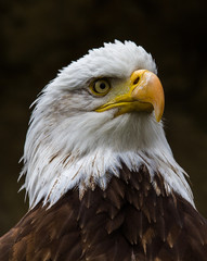 Weißkopfseeadler - Haliaeetus leucocephalus
