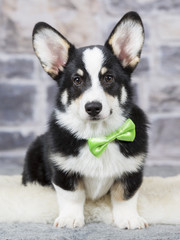 Welsh Corgi Pembroke puppy portrait. The puppy is wearing ... Image taken in a studio.