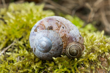 Weinbergschnecke und Schnirkelschnecke im Moos