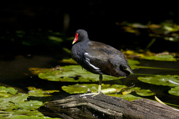 Common Moorhen  