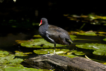 Common Moorhen  