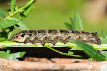 Raupe des Weinschwärmers - Deilephila elpenor