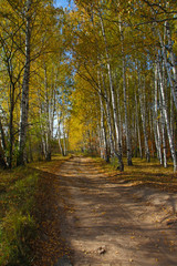 The road through the autumn Birch Grove