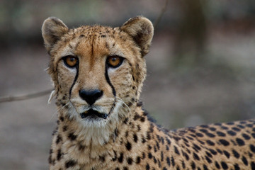 Gepard - Acinonyx jubatus
