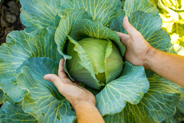 in the hands of white cabbage