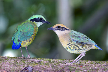 A couple of Bar-bellied Pitta bird, one of endangered species today, it can be found only in Vietnam national park. This photo was taken in Nam Cat Tien national park.