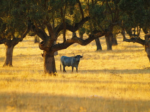 Vaca de raza morucha en el Campo Charro