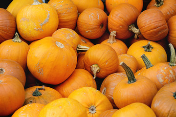 Pumpkin's harvest on market