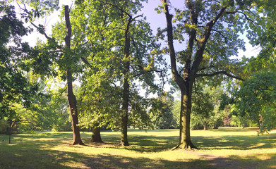 Obraz premium Lush forest in late summer time
