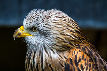 Rotmilan - Milvus milvus