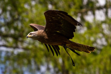 Raubadler - Aquila rapax