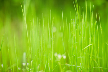 green grass texture abstraction