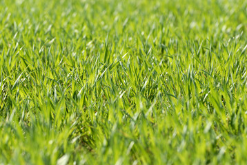 Green grass fields suitable for backgrounds or wallpapers, natural seasonal landscape.