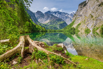 Fototapeta na wymiar Old tree root on the shores of Obersee Lake in Alps, Germany