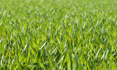 Green grass fields suitable for backgrounds or wallpapers, natural seasonal landscape.