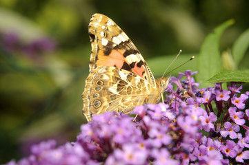 Vanessa cardui, Painted lady butterfly (Cynthia cardui) on Buddleja davidii