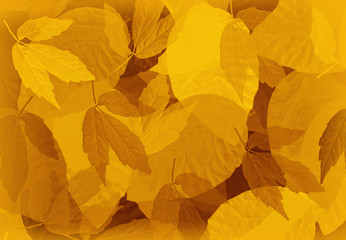 Fototapeta na wymiar Autumn leaves background 