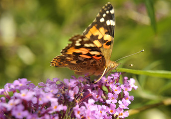 Fototapeta na wymiar Vanessa cardui, Painted lady butterfly (Cynthia cardui) on Buddleja davidii