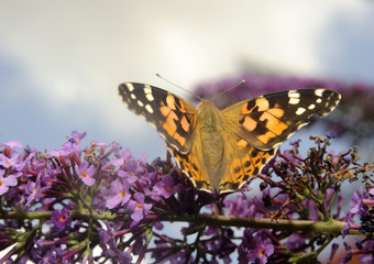 Vanessa cardui, Painted lady butterfly (Cynthia cardui) on Buddleja davidii