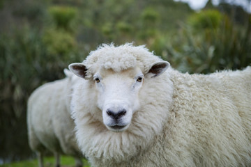 Naklejka na ściany i meble close up merino sheep in new zealand livestock farm