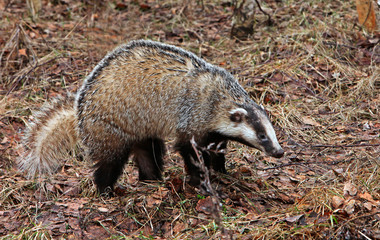 striped raccoon gargle walks in the woods
