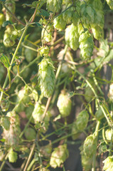 Green hop cones