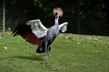 Kronenkranich - Balearica pavonina