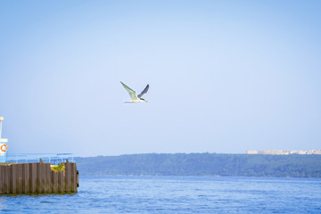 Fototapeta na wymiar Seagull flying over water