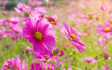 Fototapeta premium Pink cosmos flower field garden beautiful summer background