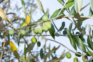 Oliven am Olivenbaum