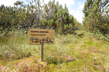 Three lake moor (Trijezerni slat), National Park Sumava, Bohemian forest, Czech Republic