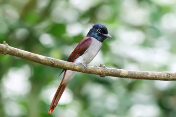 Bird, Asian Paradise-Flycatcher is hanging on a branch in soft green background and white bokeh.