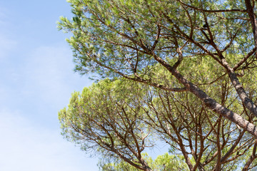Obraz premium Baum mit Himmel