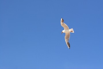Möwe I