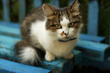 Naklejka na ściany i meble Cat on the blue bench.