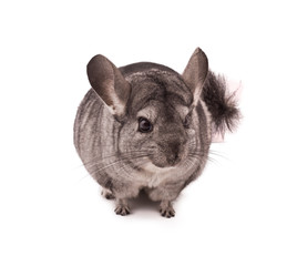 Chinchilla isolated on white