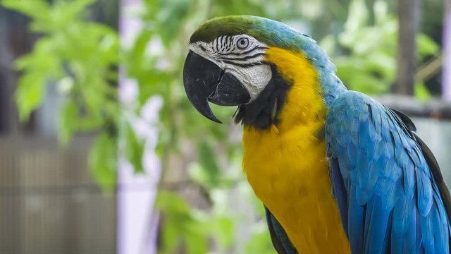 Blue yellow macaw parrot. Blue golden macaw parrot. Ara ararauna. Neotropical parrots macaws. Blue macaw parrot bird. Blue macaw ara animal. Blue macaw parrot colorful.