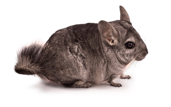 Chinchilla Isolated On White