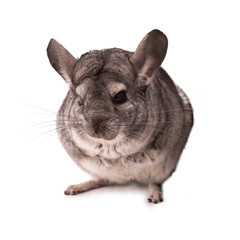 Chinchilla isolated on white