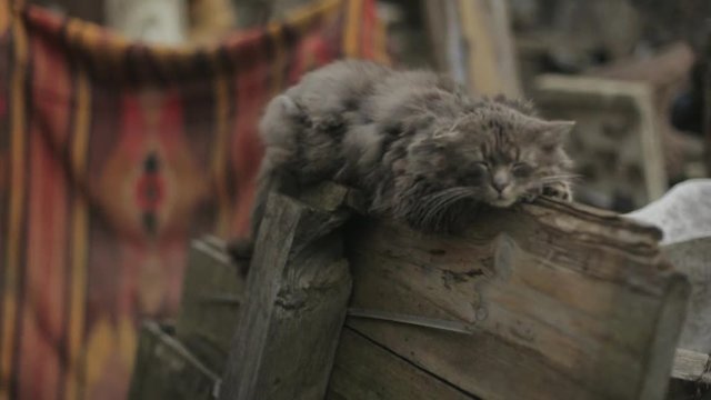 Lonely homeless cat is napping on the wooden fence, colored carpet and rubbish on the background.. Waving tail. Cat portrait, no people around. Outside shooting, Rotation, close up view.