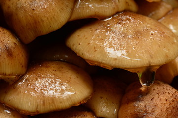 Honey agaric mushrooms wet with a drop of water in the early morning