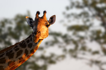 Female giraffe staring into the camera during sunset. Giraffa camelopardalis