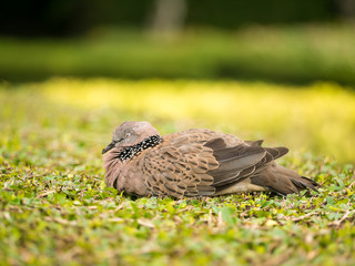 Spotted Dove Bird