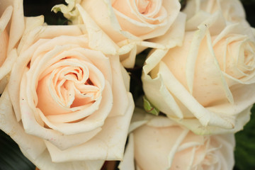 Pale pink roses