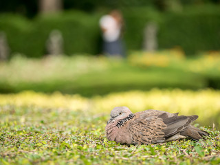 Spotted Dove Bird